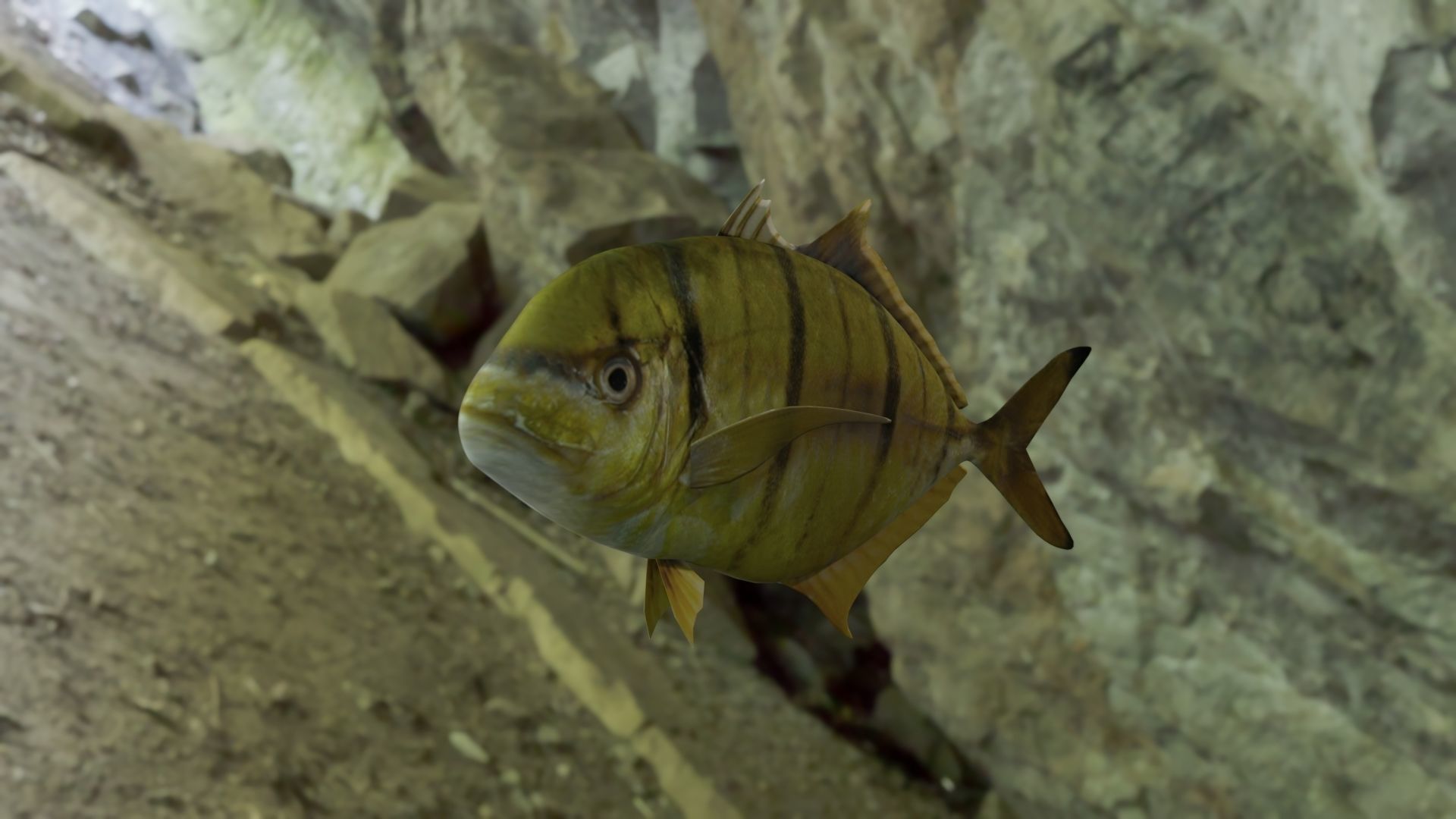 Golden trevally fish Low-poly 3D model_1