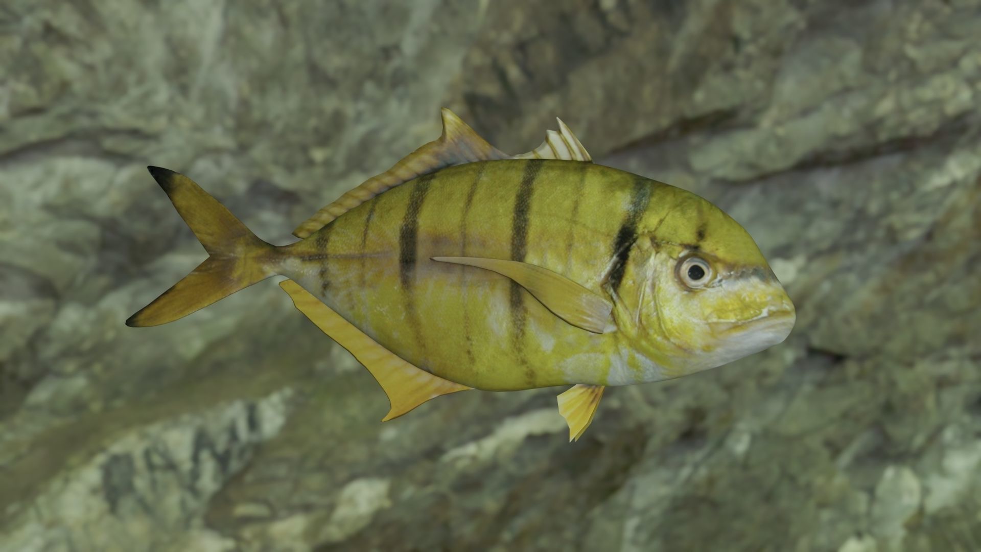 Golden trevally fish Low-poly 3D model_9