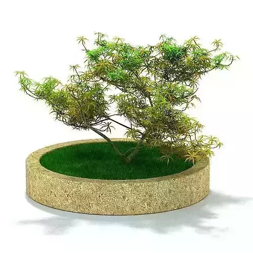 Small Potted Tree with a grass