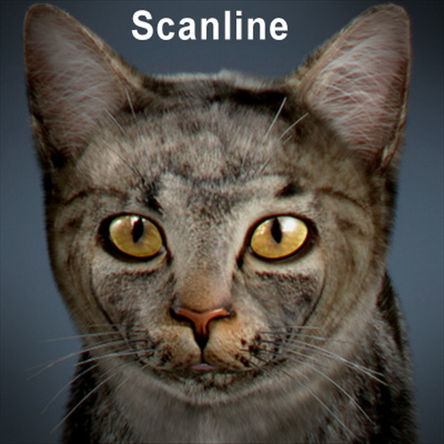 Domestic Cat with Fur 3D model_1