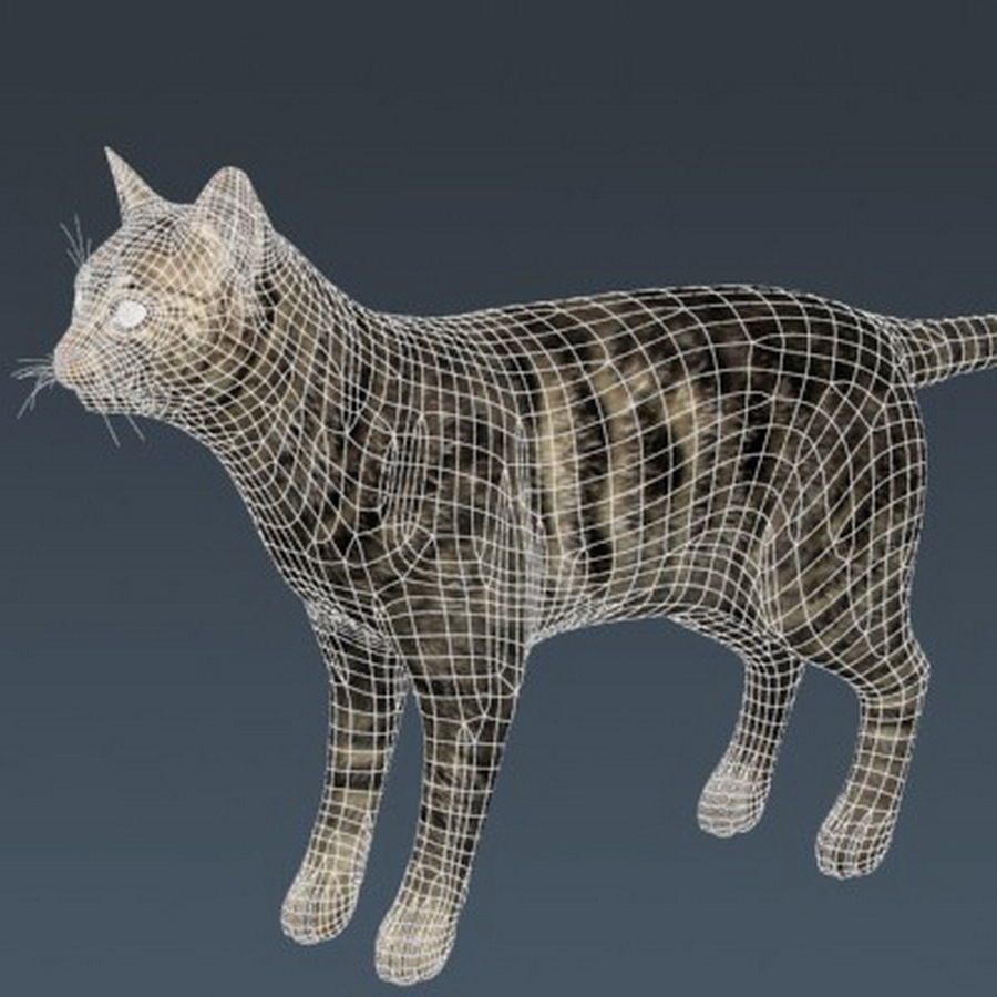 Domestic Cat with Fur 3D model_20