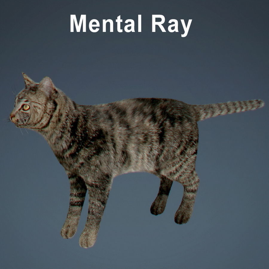 Domestic Cat with Fur 3D model_13