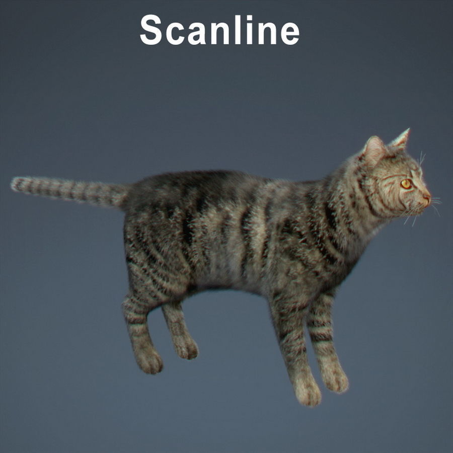 Domestic Cat with Fur 3D model_7