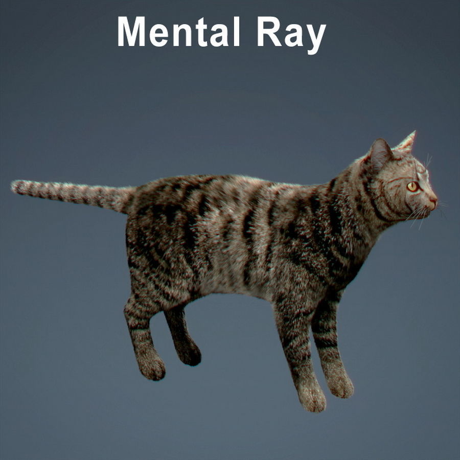 Domestic Cat with Fur 3D model_14