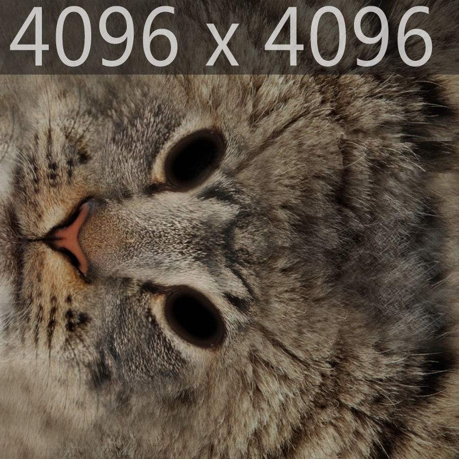 Domestic Cat with Fur 3D model_22