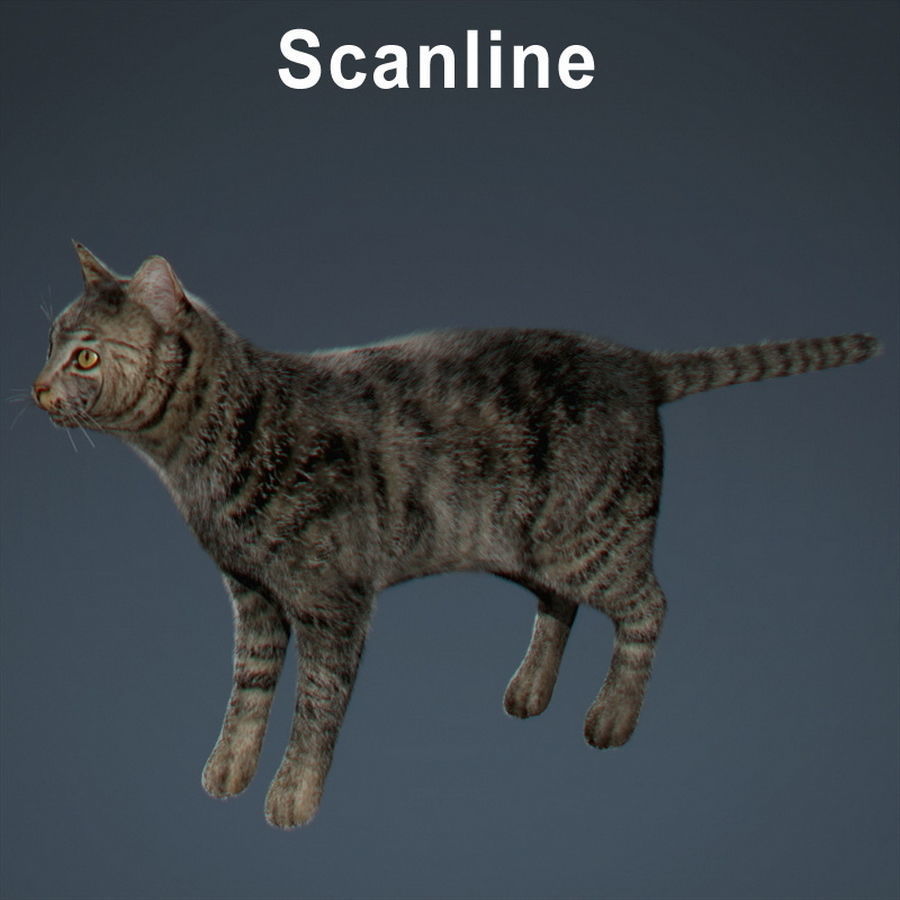 Domestic Cat with Fur 3D model_2