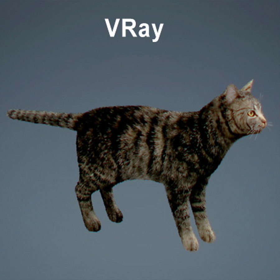 Domestic Cat with Fur 3D model_18