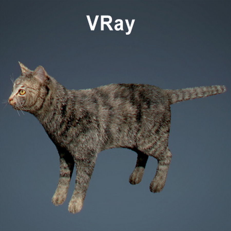 Domestic Cat with Fur 3D model_16