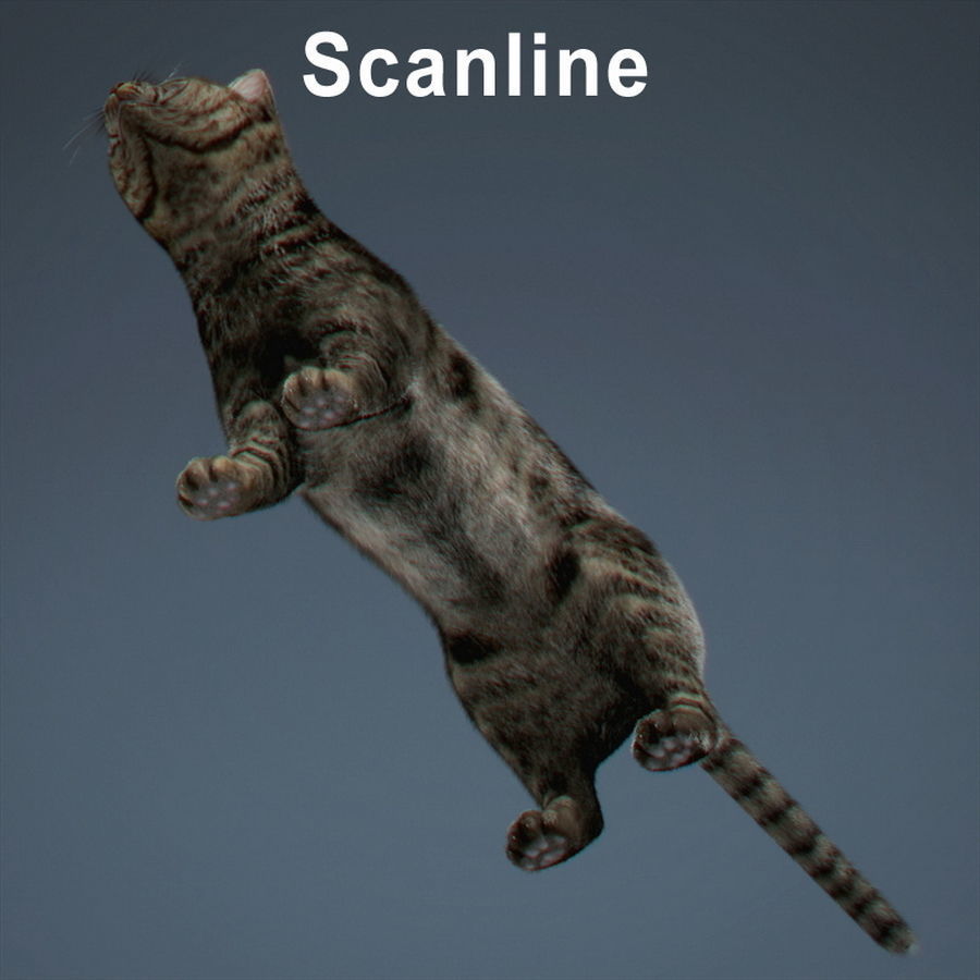 Domestic Cat with Fur 3D model_4