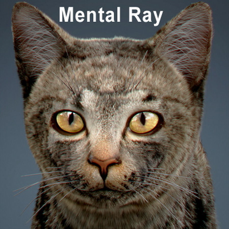 Domestic Cat with Fur 3D model_11