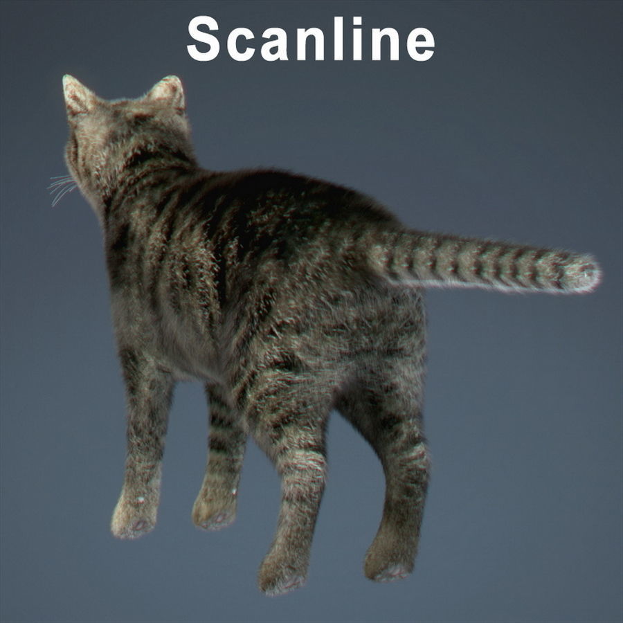 Domestic Cat with Fur 3D model_9