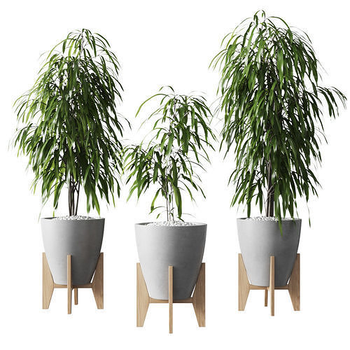 Ficus Alii Vase Plant 3D model