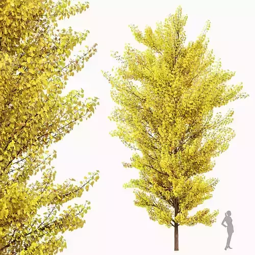 Maidenhair Tree Ginkgo Biloba Fall Gardens 3D model