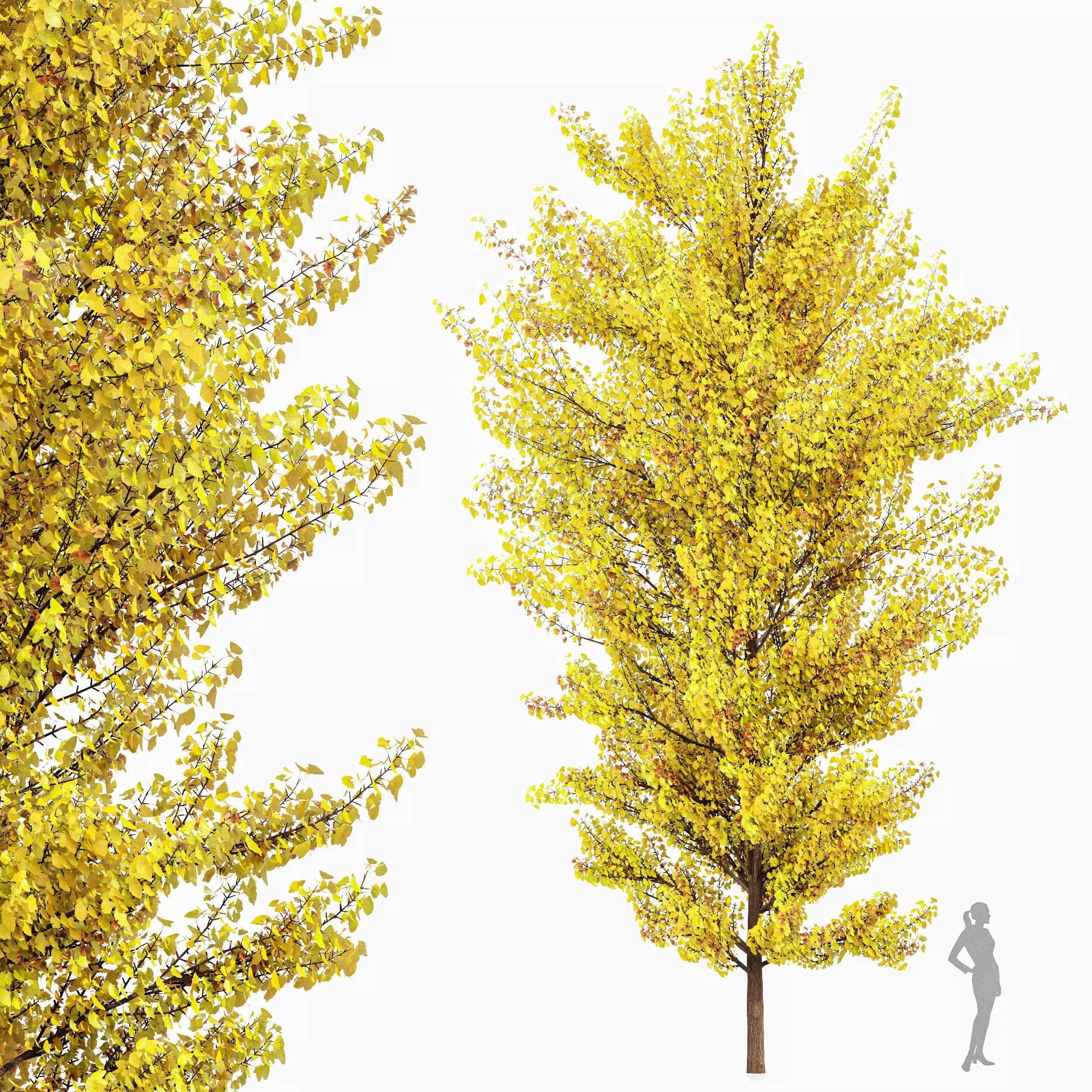 Maidenhair Tree Ginkgo Biloba Fall Gardens 3D model_0