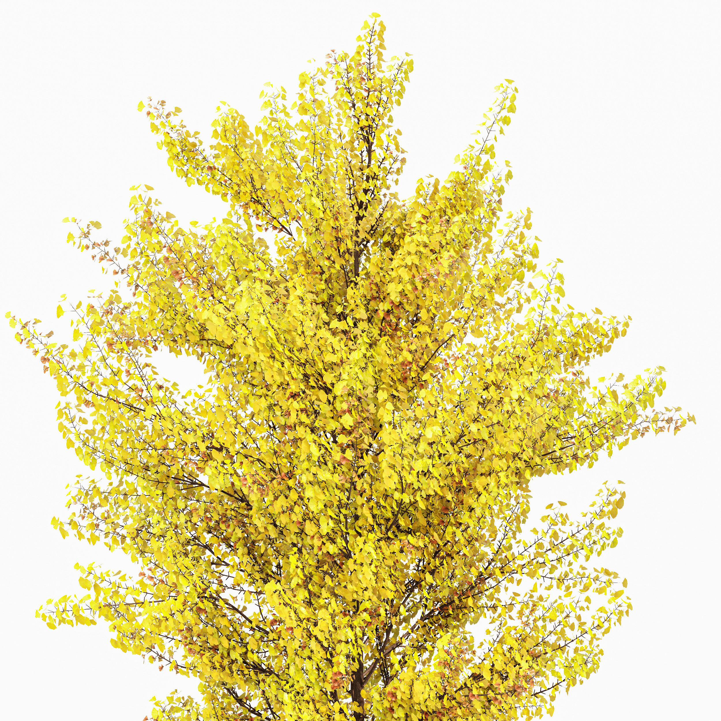 Maidenhair Tree Ginkgo Biloba Fall Gardens 3D model_1