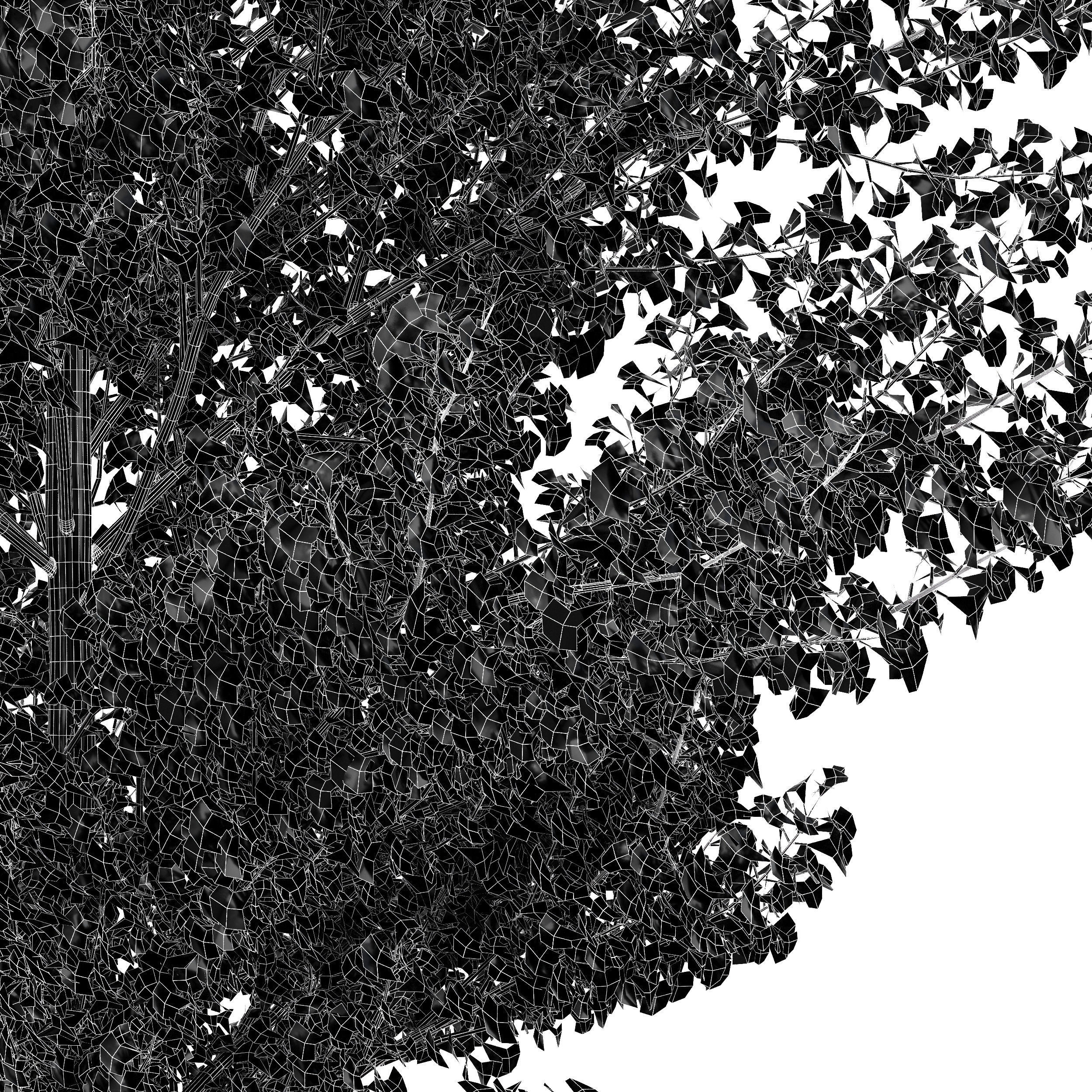 Maidenhair Tree Ginkgo Biloba Fall Gardens 3D model_3