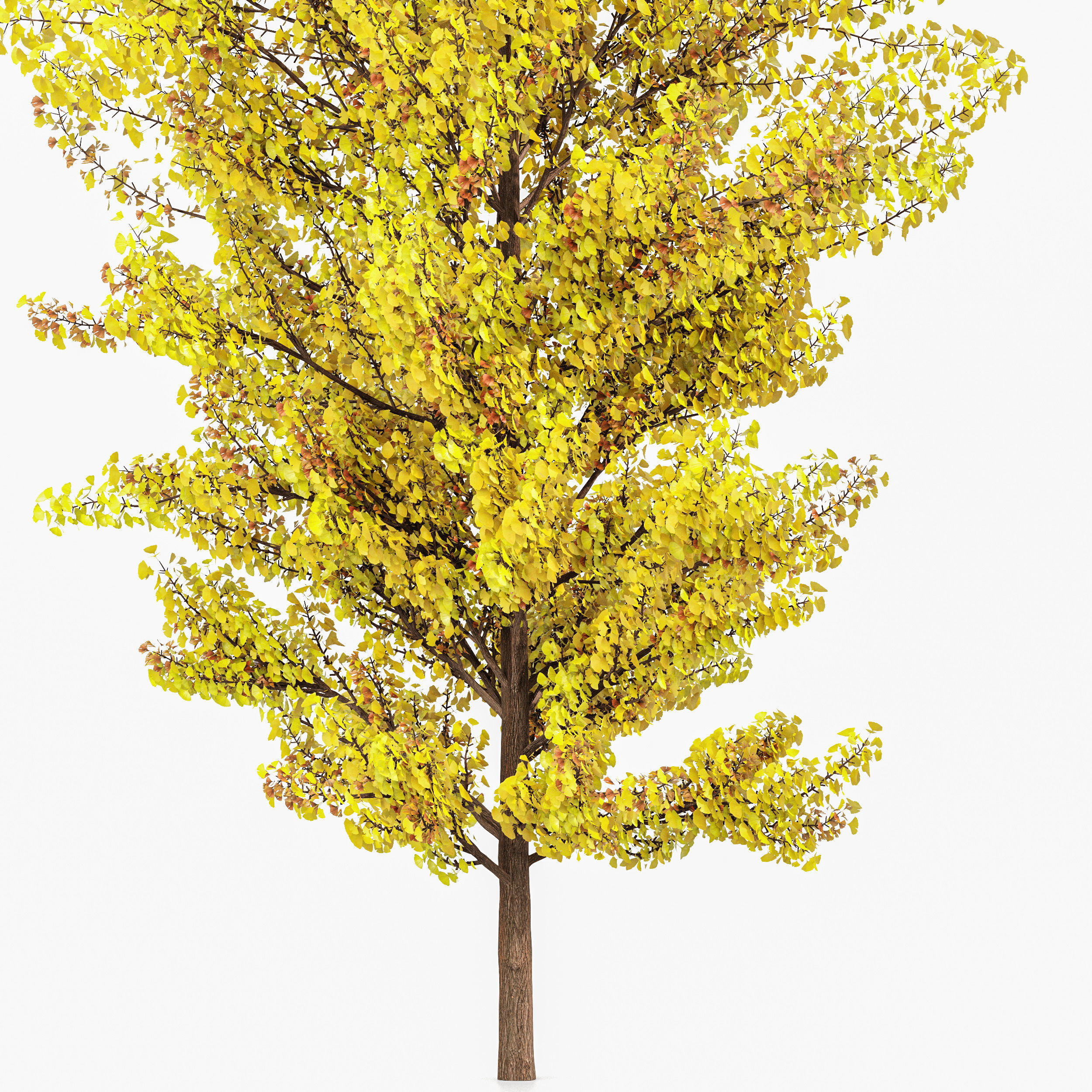 Maidenhair Tree Ginkgo Biloba Fall Gardens 3D model_2