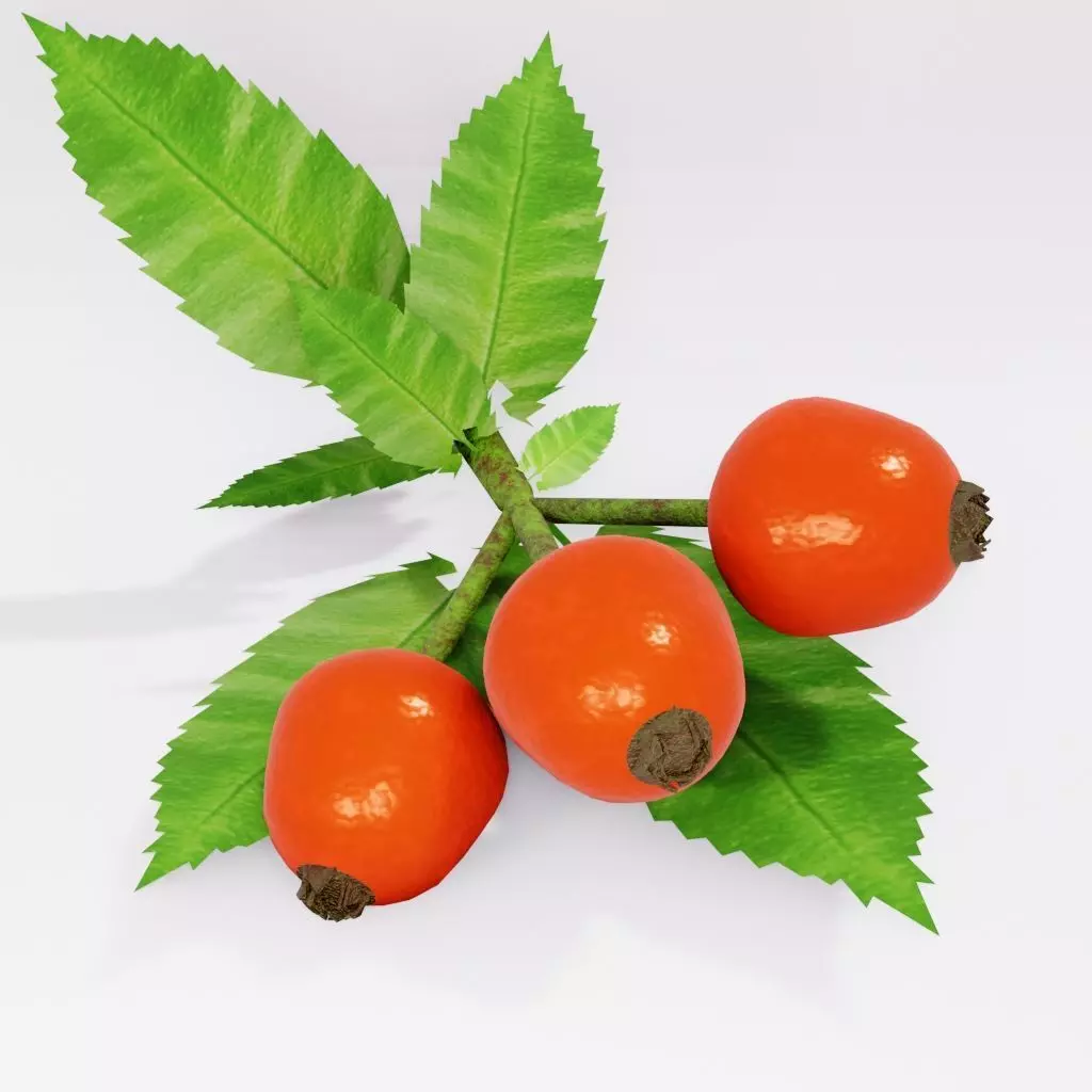 rose hip 3D model