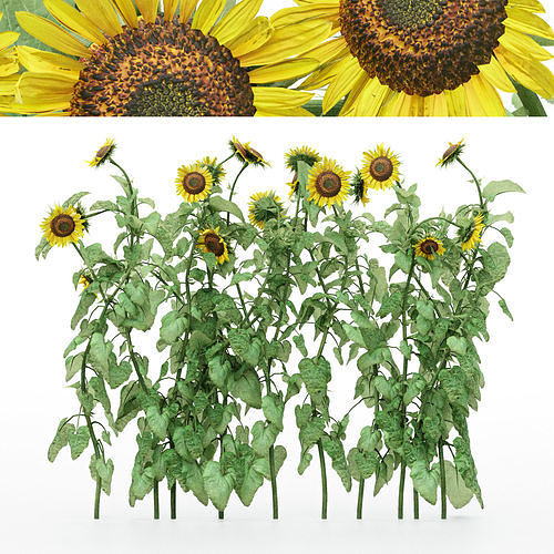 10 diffrent Bush Sun flower 3D model