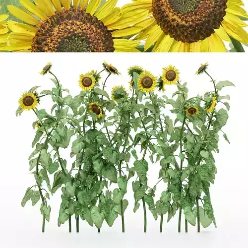 10 diffrent Bush Sun flower 3D model