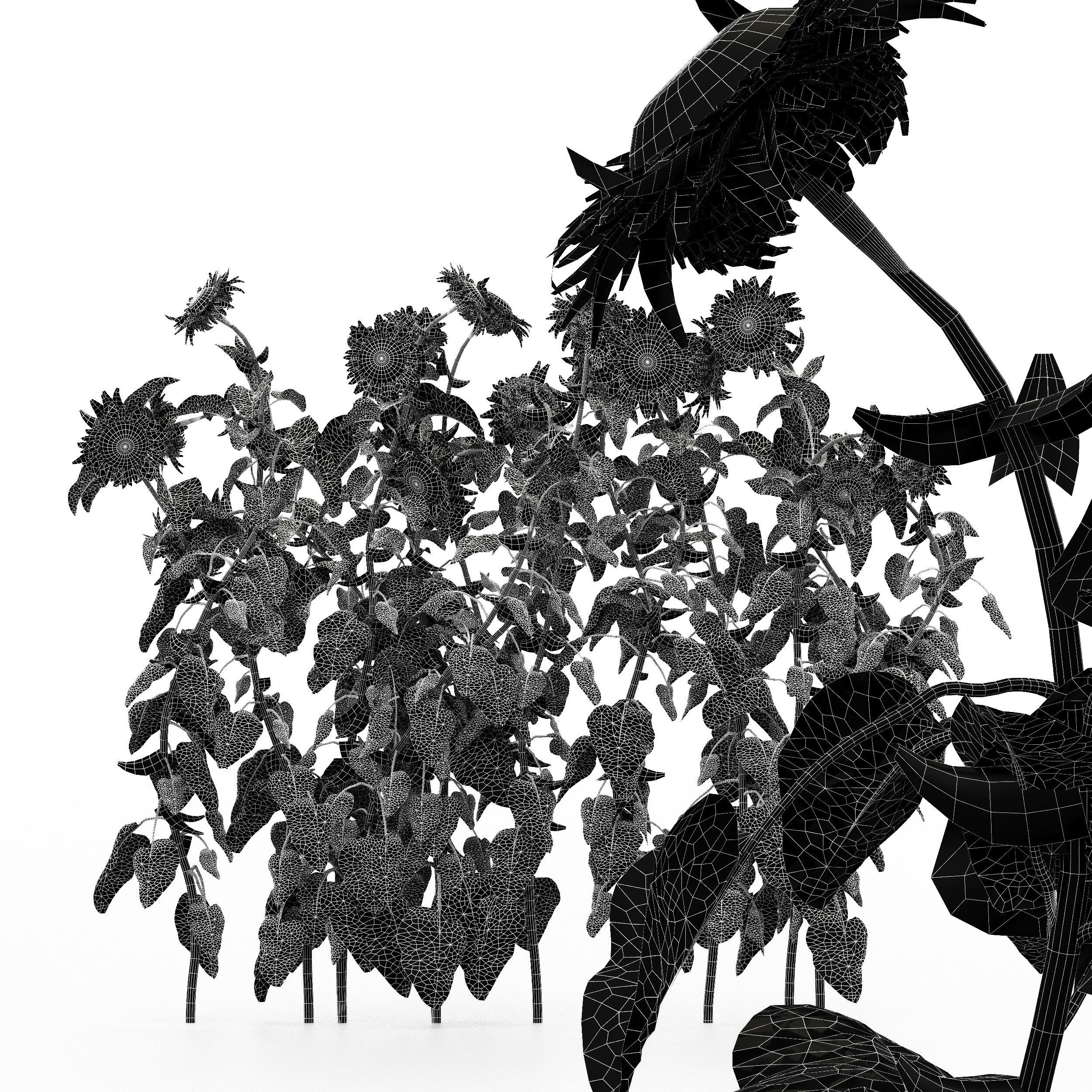 10 diffrent Bush Sun flower 3D model_2