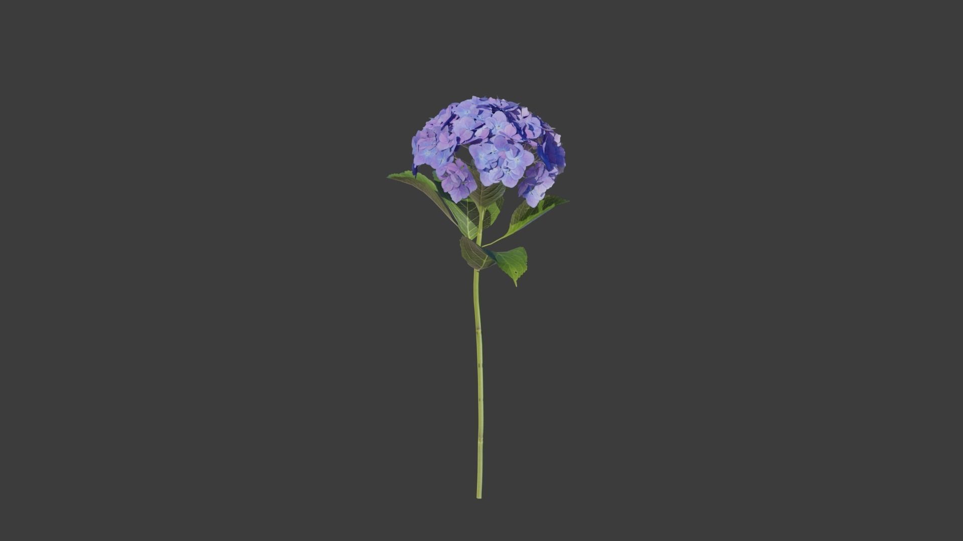 Bigleaf Hydrangea 3D Model 3D model_9