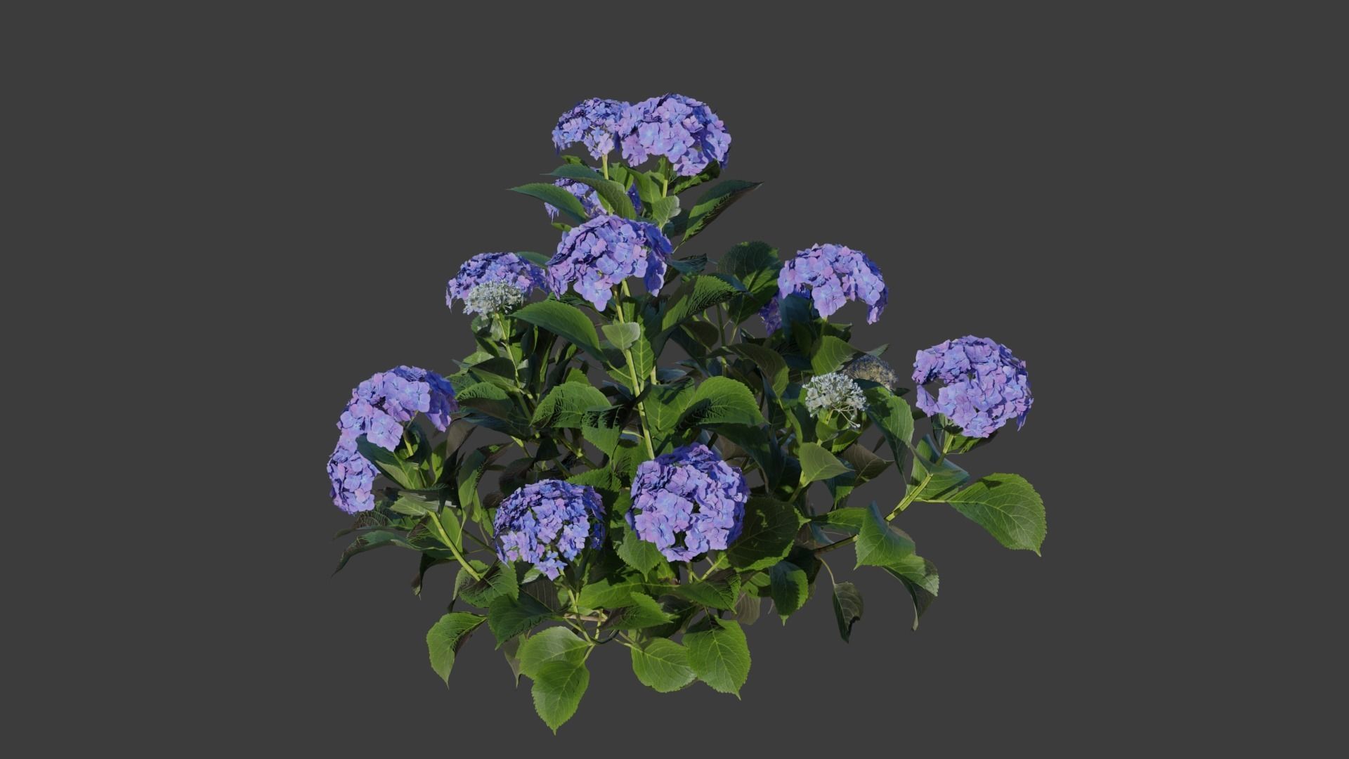 Bigleaf Hydrangea 3D Model 3D model_2