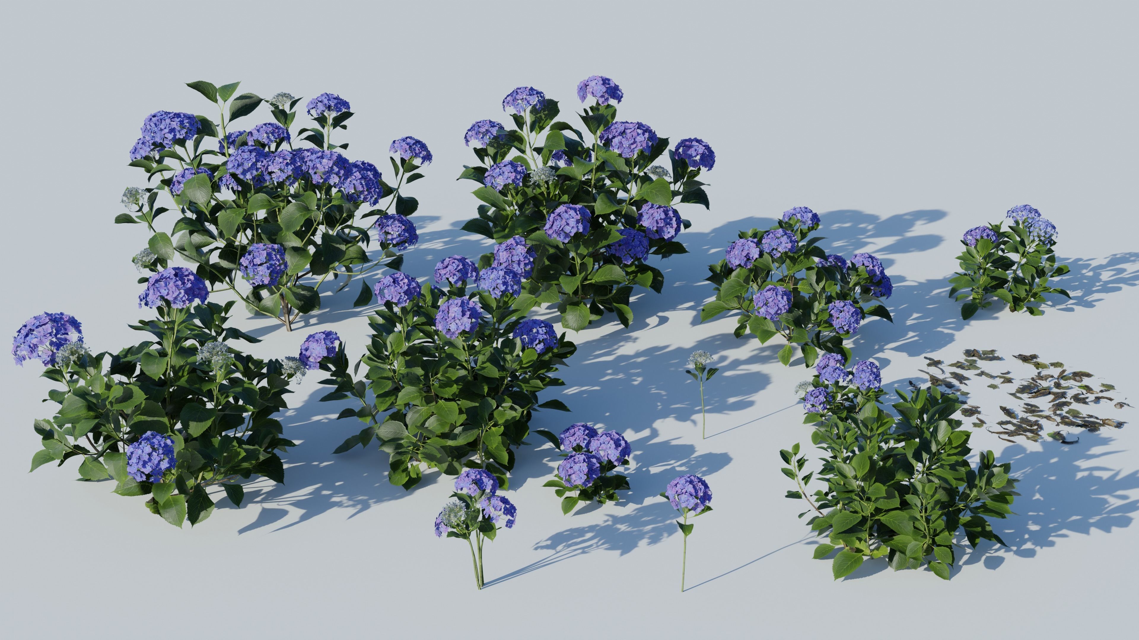 Bigleaf Hydrangea 3D Model 3D model_15