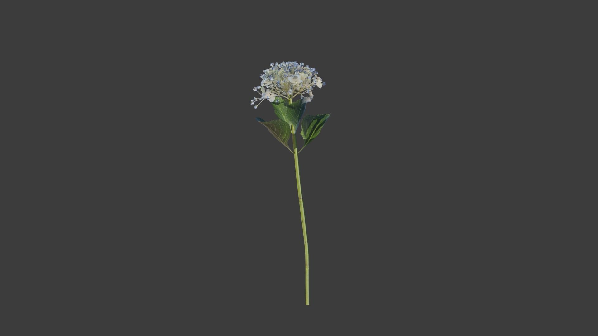 Bigleaf Hydrangea 3D Model 3D model_10