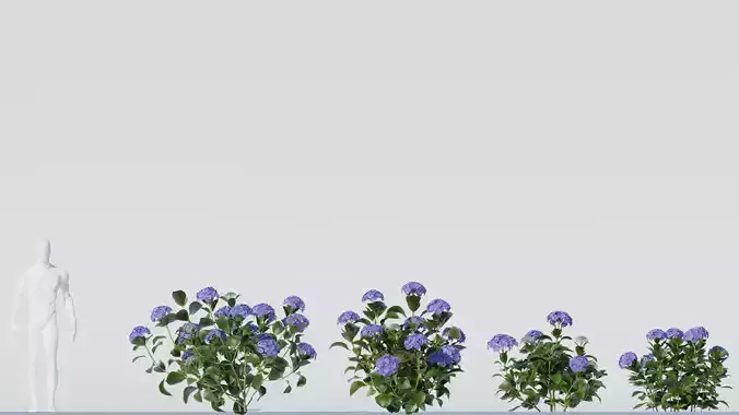 Bigleaf Hydrangea 3D Model