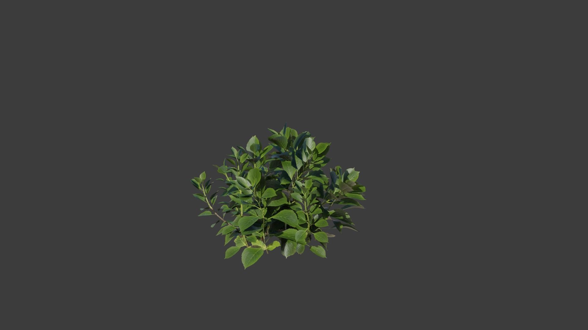 Bigleaf Hydrangea 3D Model 3D model_6