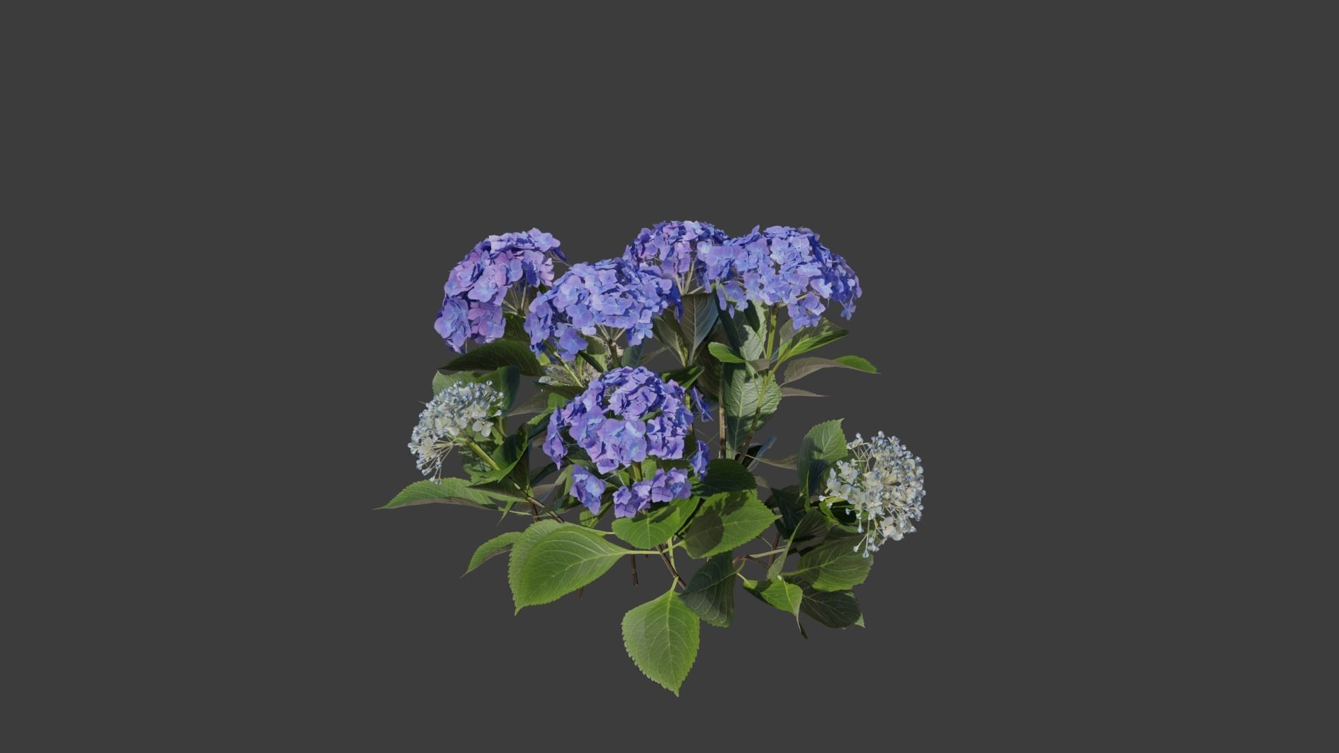 Bigleaf Hydrangea 3D Model 3D model_7