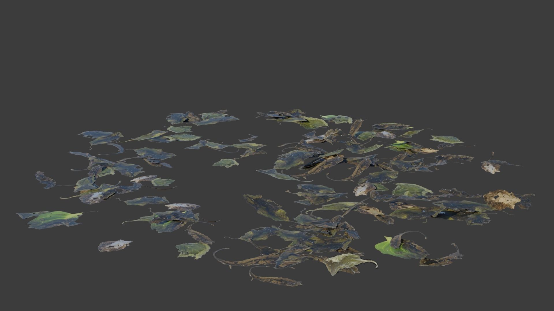 Bigleaf Hydrangea 3D Model 3D model_12