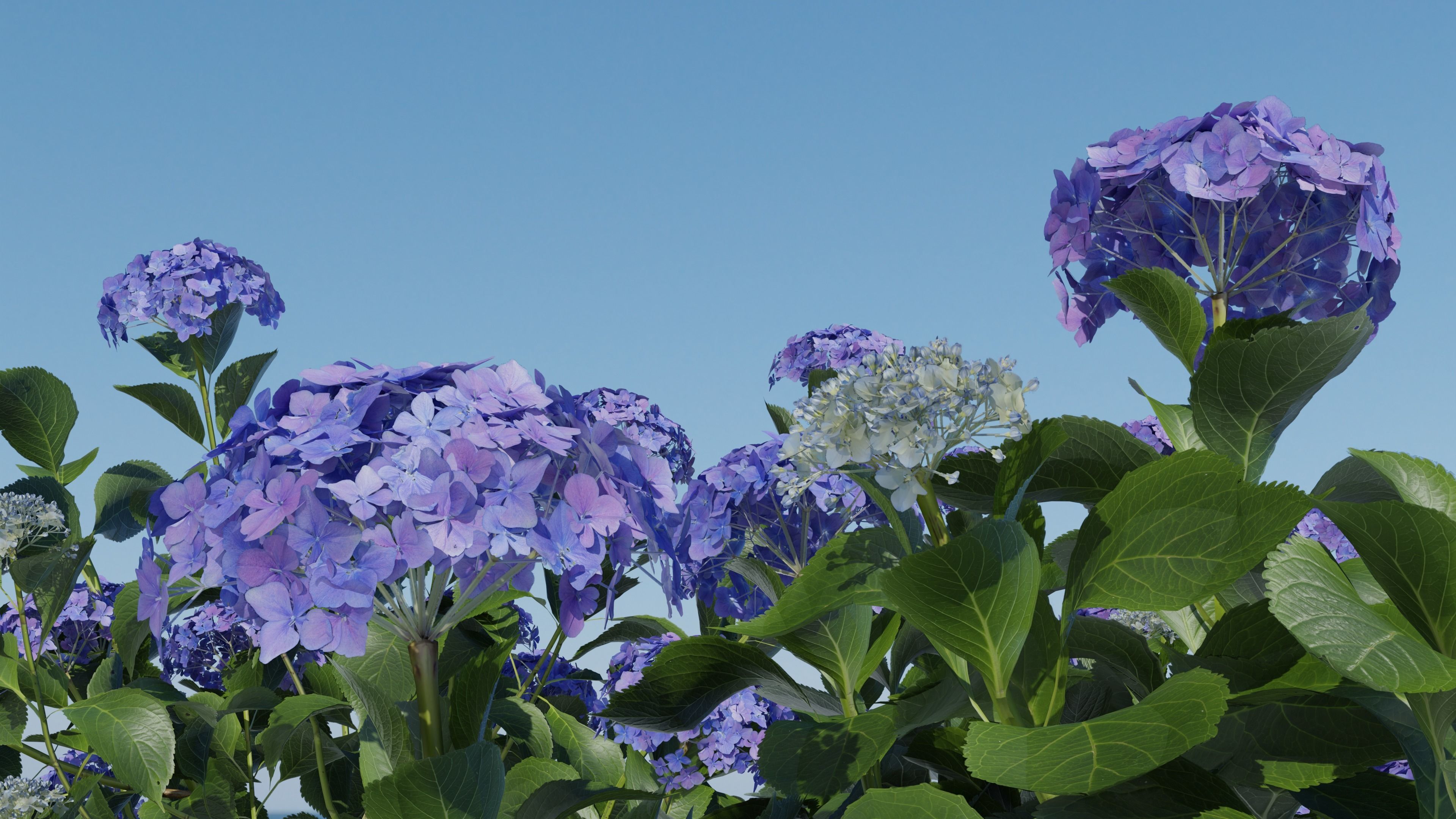 Bigleaf Hydrangea 3D Model 3D model_14