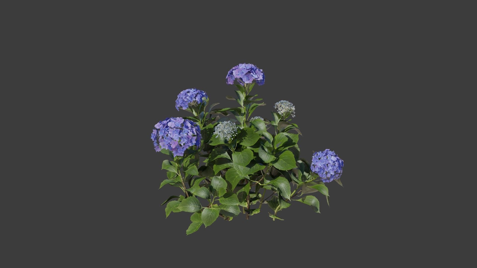 Bigleaf Hydrangea 3D Model 3D model_4