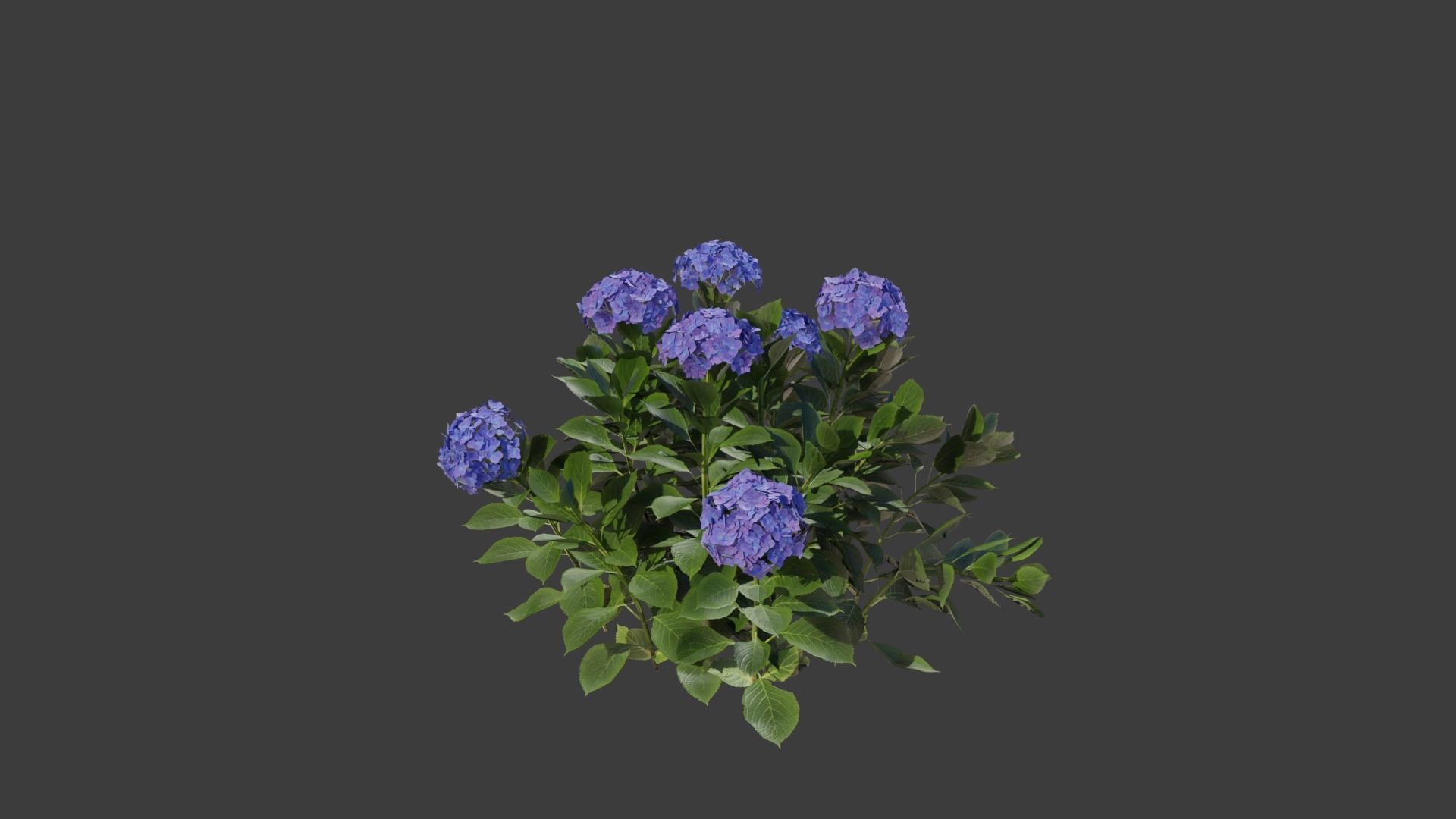 Bigleaf Hydrangea 3D Model 3D model_5