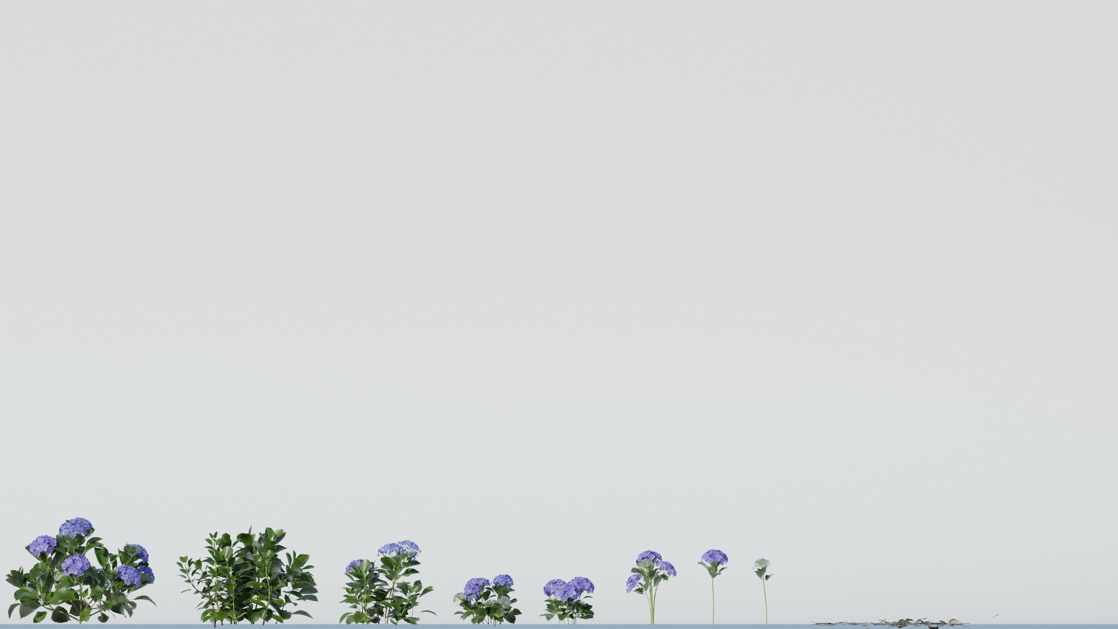 Bigleaf Hydrangea 3D Model 3D model_1