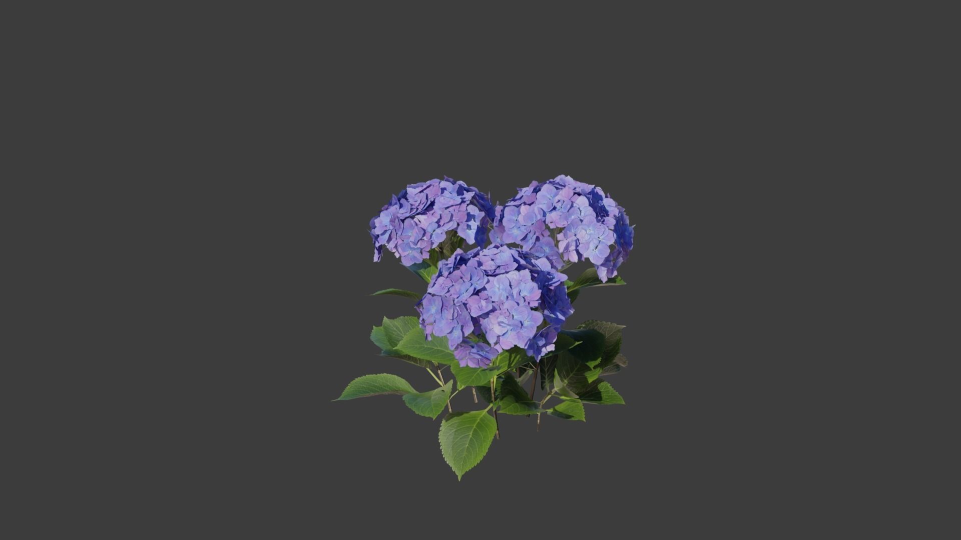 Bigleaf Hydrangea 3D Model 3D model_8