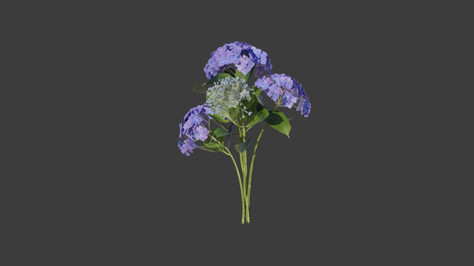 Bigleaf Hydrangea 3D Model 3D model_11