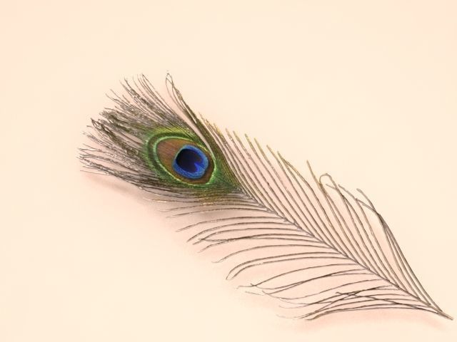 pecock feather 3D model_5
