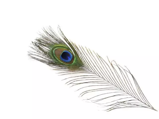 pecock feather 3D model_0