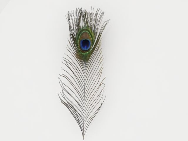 pecock feather 3D model_7