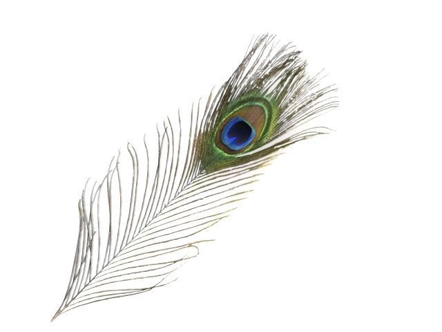 pecock feather 3D model_6