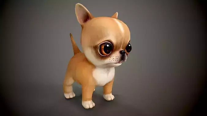 Chihuahua dog with big eyes