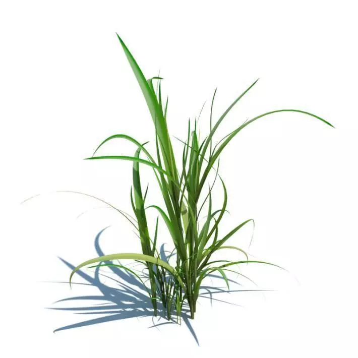 Tall Green Grass 3D model_0