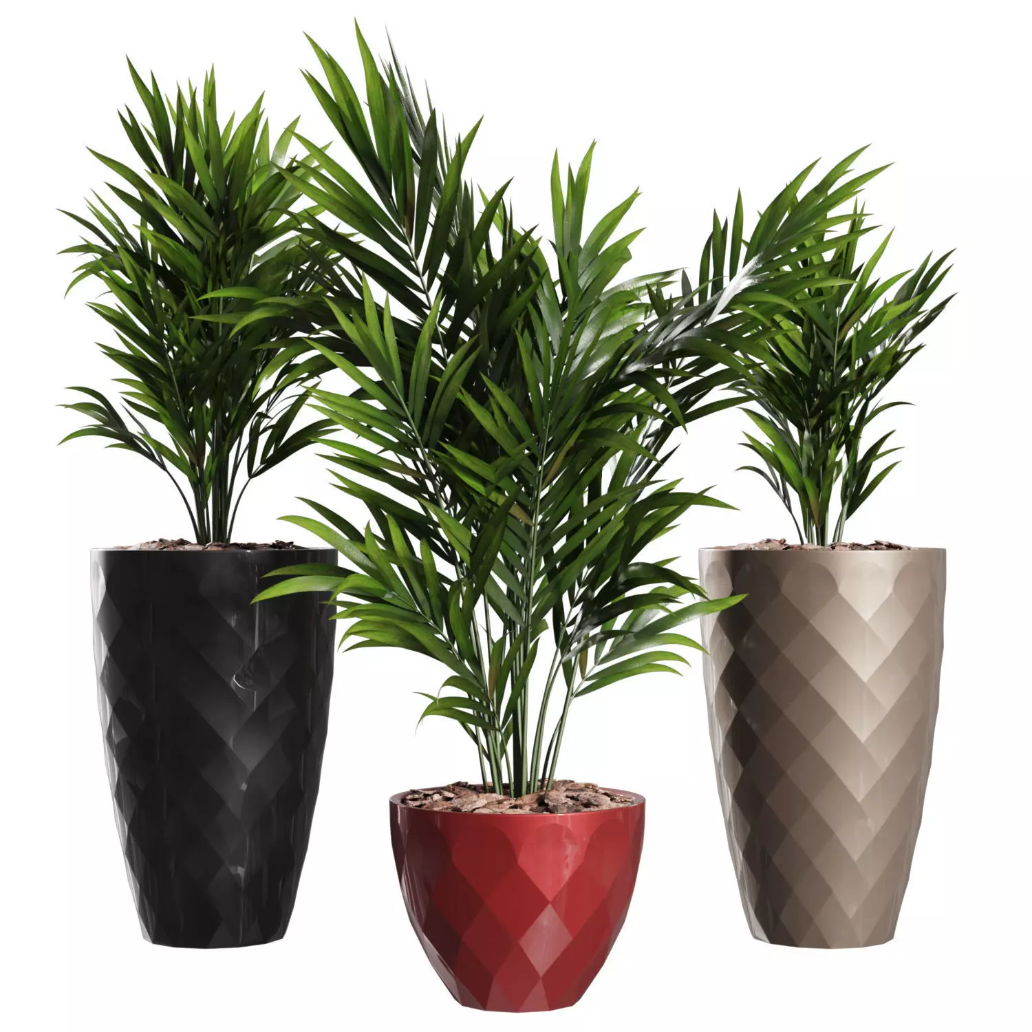 Howea Forsteriana Vase Plant 3D model