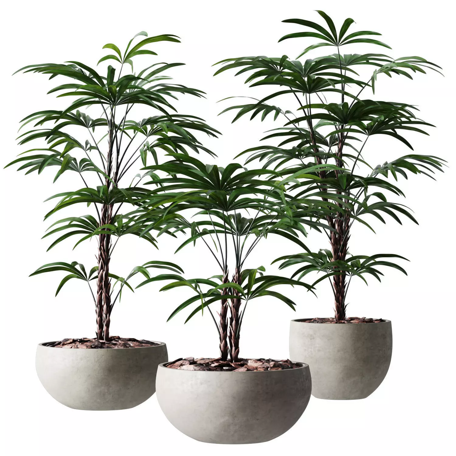 Rhapis Humilis Vase Plant 3D model