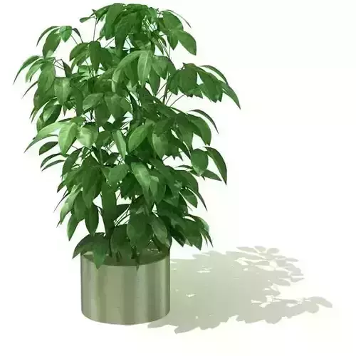 Green Leafed Pot Plant