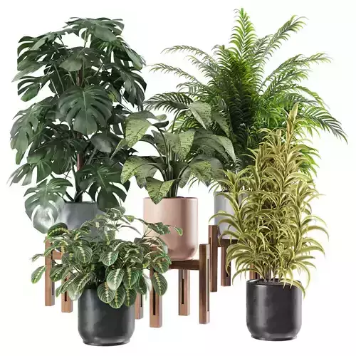 Indoor Plants Set 01