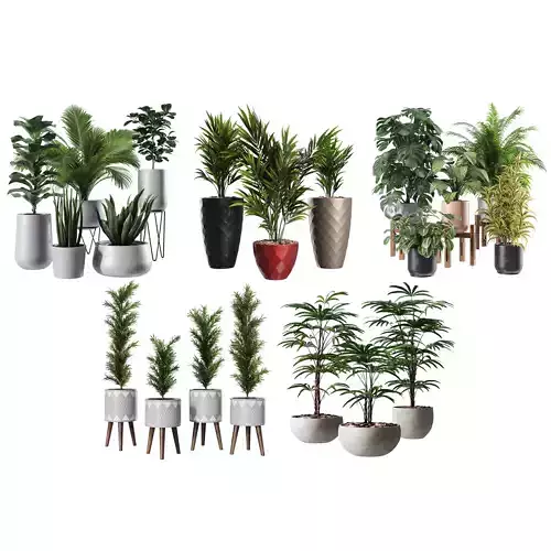 Indoor Plant Set - 5 Items